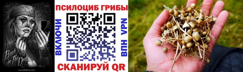 Галлюциногенные грибы Cubensis  Купить где  Будённовск 